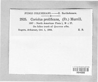 Trichaptum biforme image